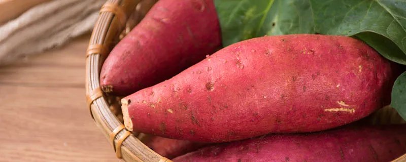 山芋是什么