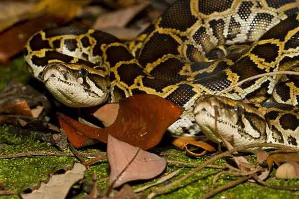 世界上最大的十种蛇,地毯蟒上榜,第一重量达250公斤