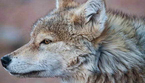 BBC涉嫌造假不止一回？