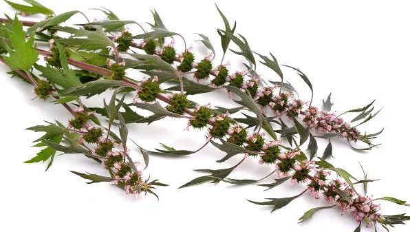 龙胆草的功效与作用