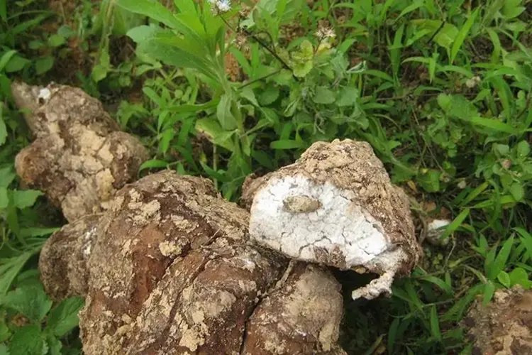 茯神图片及作用