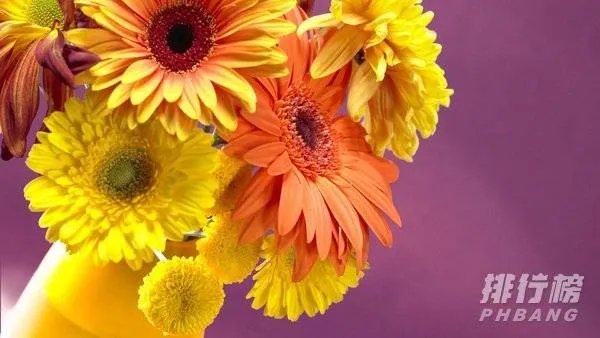 搬家送什么礼物比较好实用-最适合送人的十大搬家礼物