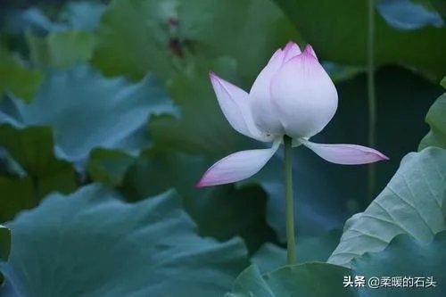 心有沉香,何惧浮世。是什么意思?