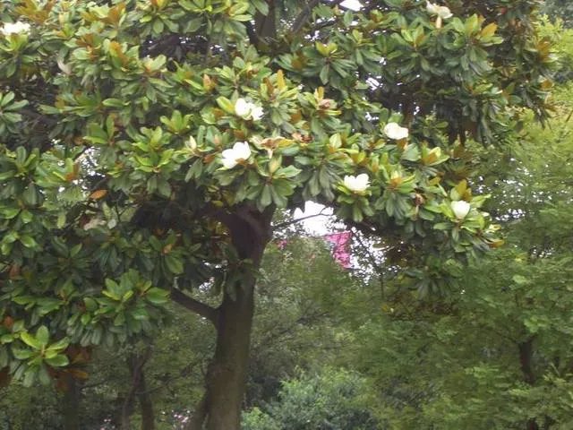 树种类大全 观赏树种价值高的有哪些