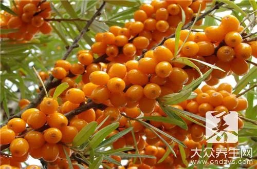 沙棘提取物的作用是什么？