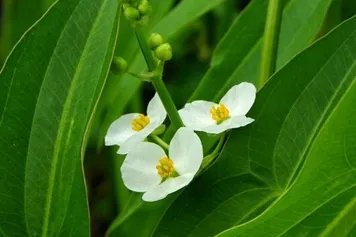 野慈姑的功效与作用