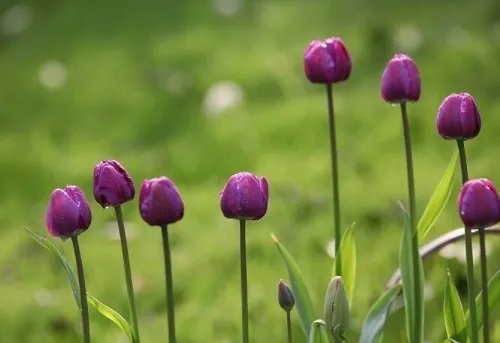 紫色郁金香花语和寓意 不同颜色的郁金香花语有哪些