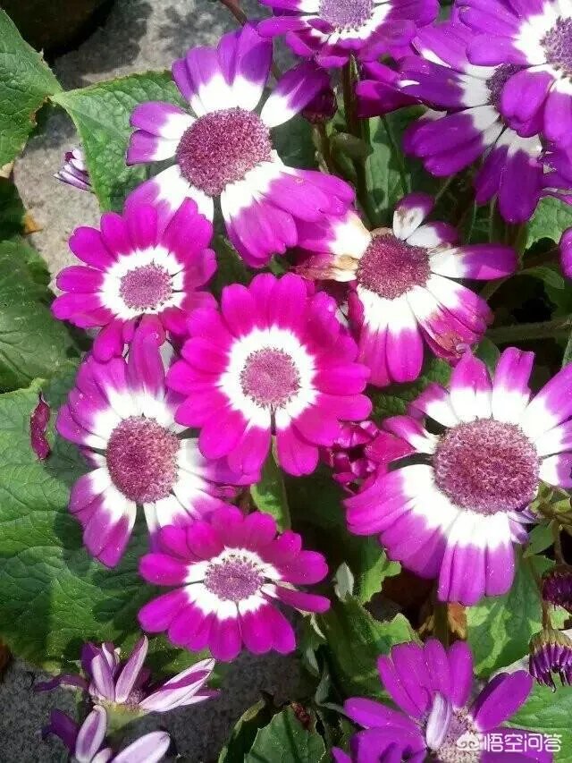 沈巍流浪，是主动选择还是另有隐情？