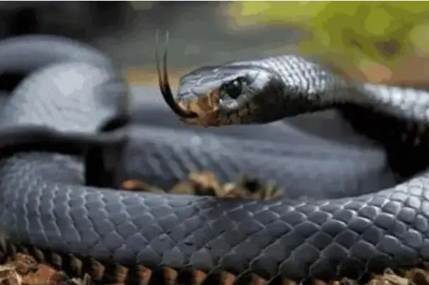 世界十大毒蛇，细鳞太攀蛇排第一，第十是蛇类煞星