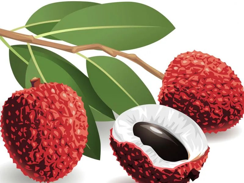 荔枝的功效