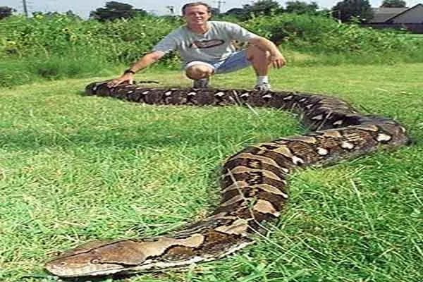 世界上最大的十种蛇,地毯蟒上榜,第一重量达250公斤