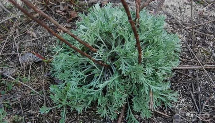 茵陈的功效与作用 茵陈图片