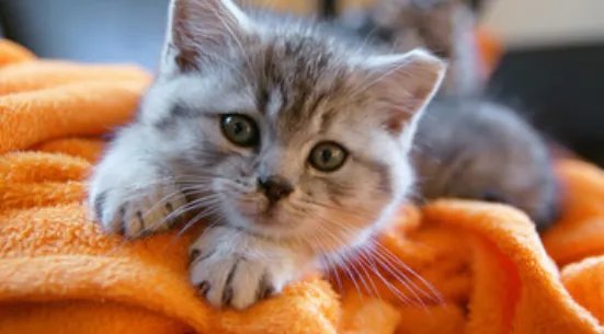 女人梦见猫是什么预兆 女人做梦梦到猫什么意思