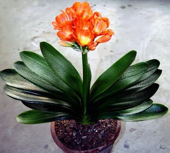 客厅放什么花风水好 客厅植物摆放风水禁忌