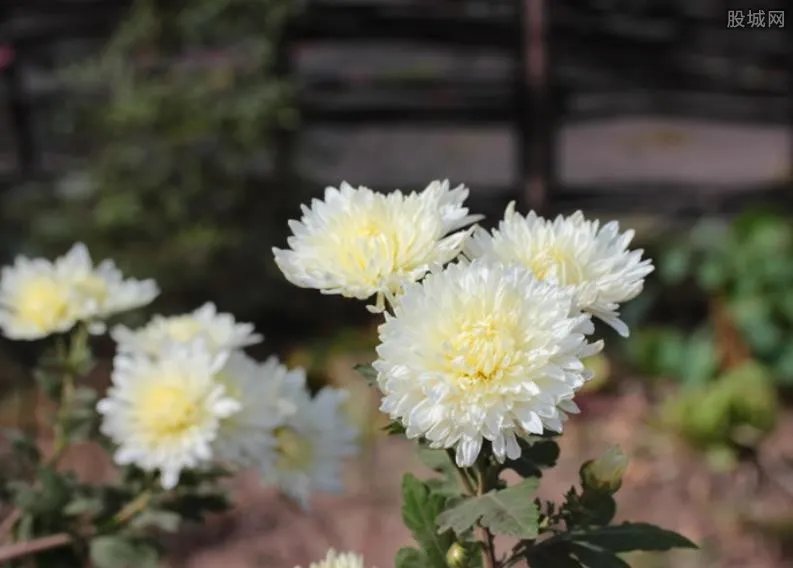 女生清明节收到前男友送的白菊花 网友：分手是正确的