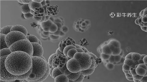 治癌症最好的草药