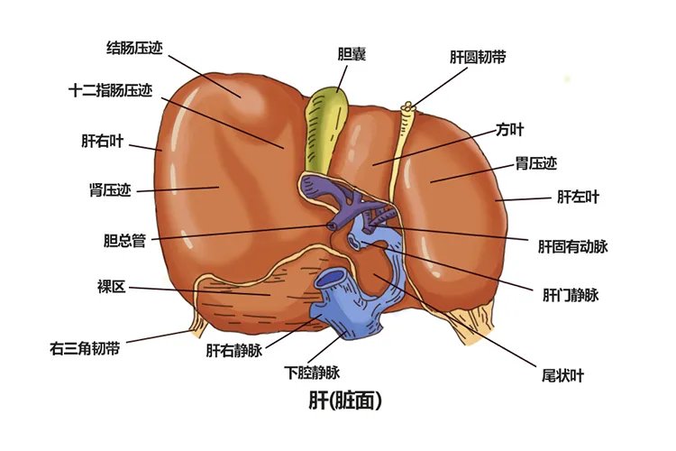 人体第二大的器官是哪个部位