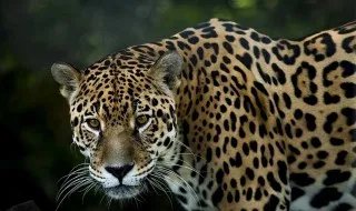 警方在被撞车辆后备箱查获金钱豹