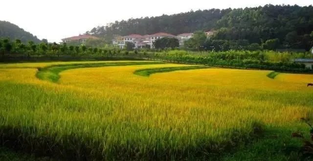 广东佛冈有什么特色？