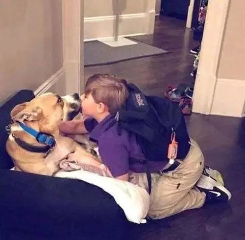 北京一夫妻疑因吵架产生矛盾，把狗推下4楼，此举为何被网友谴责？