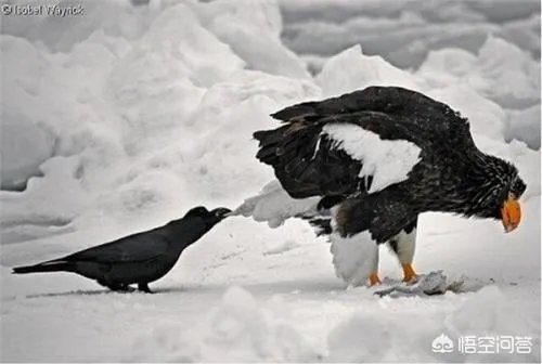 如何看待乌鸦拔熊猫毛搭窝？
