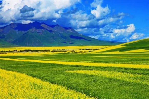 世界十大花海 最浪漫不过普罗旺斯薰衣草,一定要去