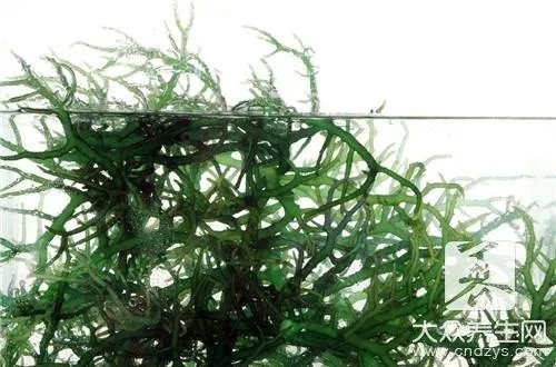 海藻牛奶面膜怎么调