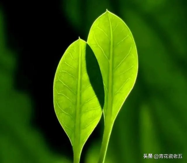 明天立春,你知道立春有哪些忌讳吗?