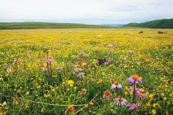 俄木塘在哪里 俄木塘在什么地方