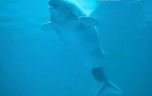 芝加哥水族馆拍下白鲸产子的瞬间,白鲸是如何生产的?