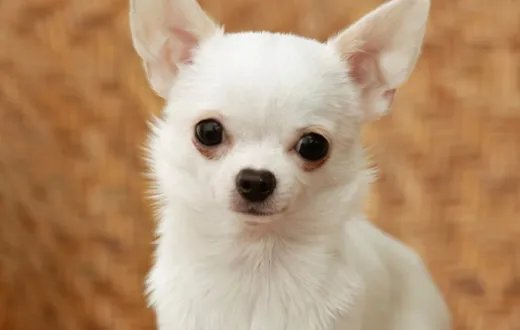 狗狗品种大全及图片