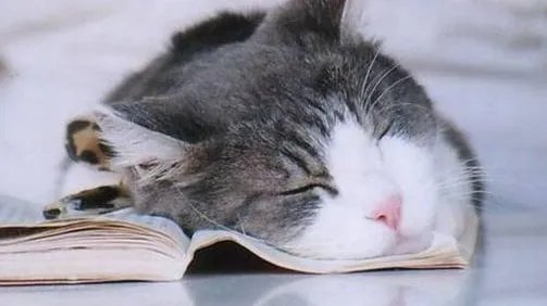 小朋友舞台表演节目时睡着,快速进入睡眠有什么技巧?