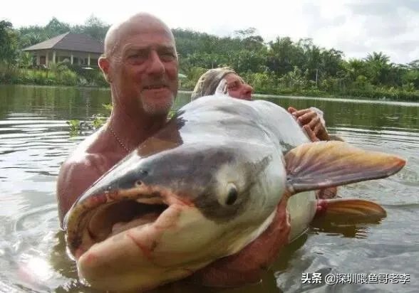世界最大的鲶鱼都有哪些？
