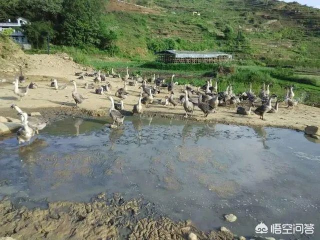 在广西这边养什么鹅好养殖？