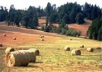 玉米芯有什么用途?