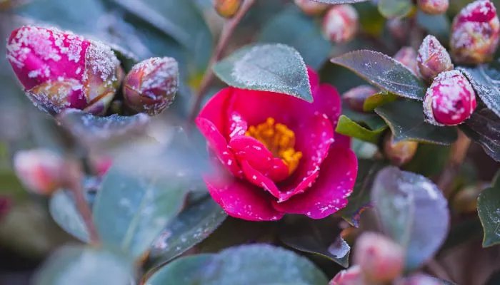 2022年立春是几九第几天 2022年立春是几九冷不冷