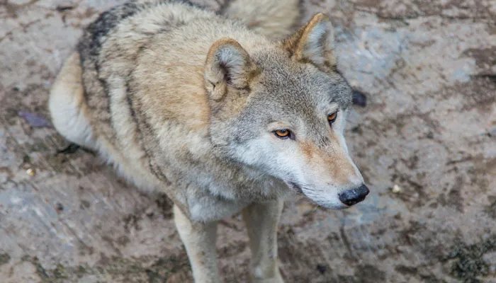 白眼狼是什么意思