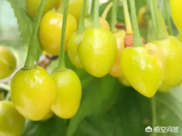 如何看待张丹峰工作室的回应？