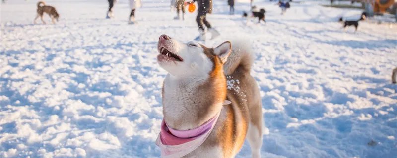 像孙红雷的狗叫什么 像孙红雷的狗叫什么啊