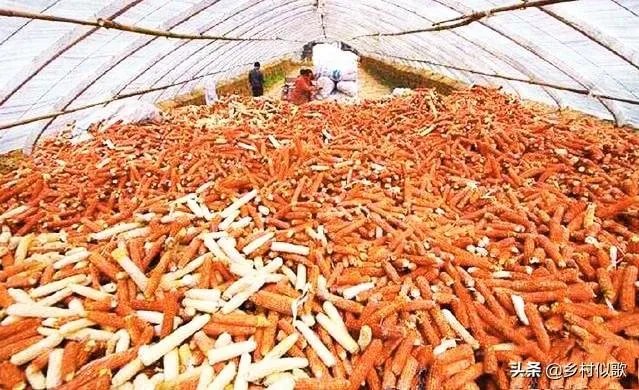 玉米芯有什么用途?