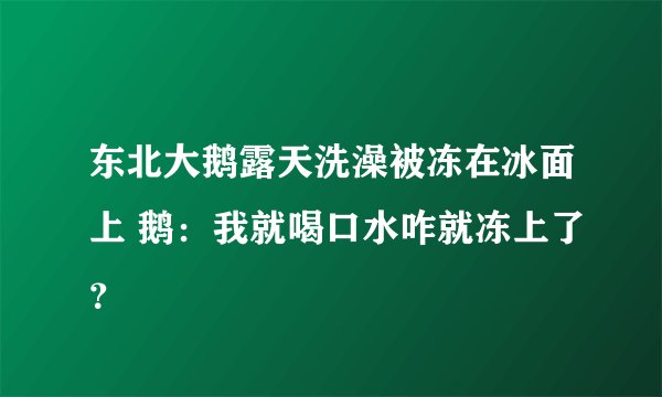 东北大鹅露天洗澡被冻在冰面上 鹅：我就喝口水咋就冻上了？