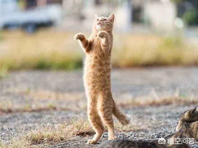 猫为什么可以站着？
