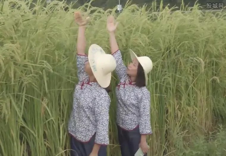 长沙种出2米2高巨型稻致敬袁隆平 终于为袁老圆梦了