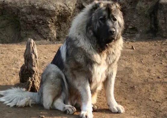 高加索咬狼犬和中亚牧羊犬的区别
