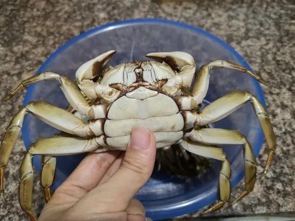 家常蒸螃蟹的做法是怎样的？