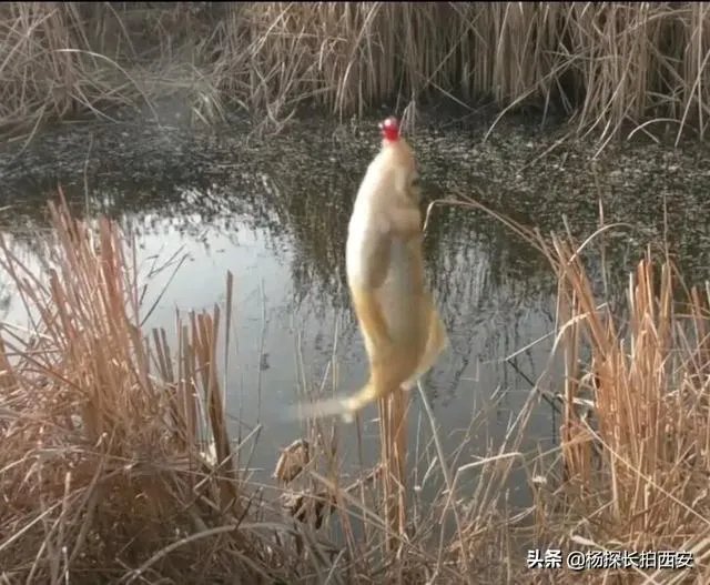 西安有哪些免费钓鱼的地方?