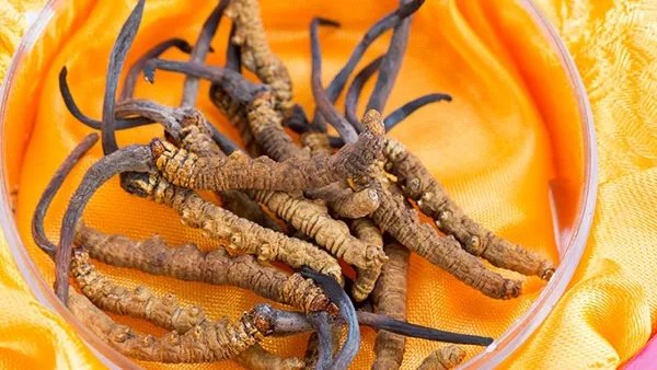 冬虫夏草有什么功效