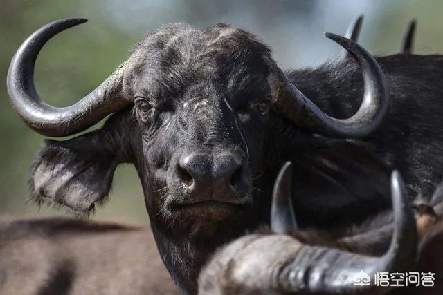 白肢野牛和非洲野牛哪个战斗力更强、牛角更有杀伤力?