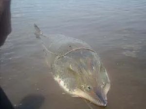 鲟鳇鱼的头能吃吗