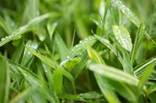 什么时候入梅什么时候出梅2021 今年啥时候入梅和出梅2021